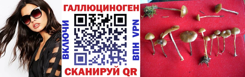 Псилоцибиновые грибы Psilocybe Новохопёрск
